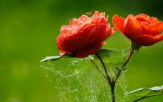 Flowers HD Wallpaper Love Heart Desktop Background