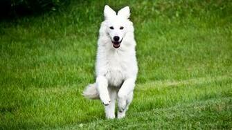 White German Shepherd Wallpaper High Definition Quality