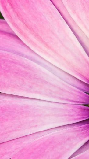 Wallpaper Pink iPhone By Bootney