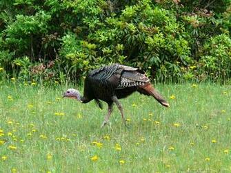 File Wild Turkey Jpg