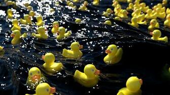 Rubber Duck Wallpaper At Wallpaperbro