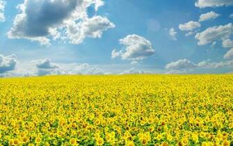 Sunflower Field Wallpaper
