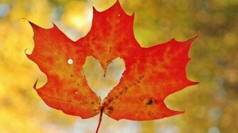 Share The Post Love Leaf Heart HD Wallpaper