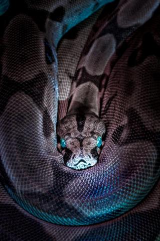 Snake Pictures Image