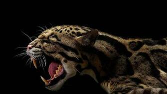 Grin Leopard On A Black Background Wallpaper And Image