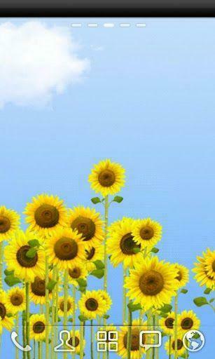 Sunflowers Live Wallpaper For Android Topandroidwallpaper