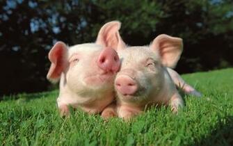 Pigs Fun Animals Wiki Videos Pictures Stories