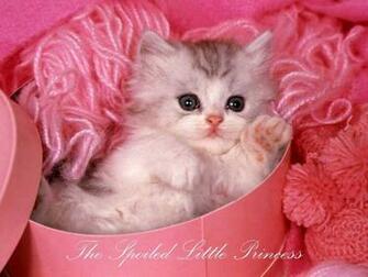 HD Animals Cute Puppies And Kittens Wallpaper