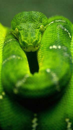 Green Snake iPhone Wallpaper