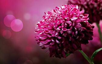 Large Flower Wallpaper And Image Pictures Photos