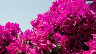 Bougainvillea Wallpaper And Background Image Net