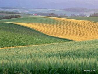 Wallpaper Cornfield Photos Country Farm Scene