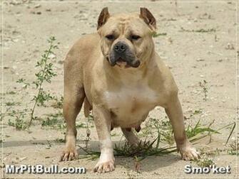 Red Nose Pitbull Pictures Blue