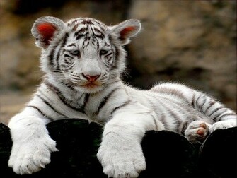 White Tiger Cubs Wallpaper Cute Gallery