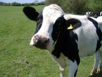 Our Farm Currently Has Holstein Milk Producing Cows Each Cow Wears