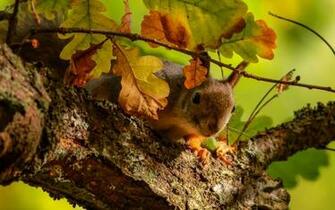 HD Wallpaper Animal