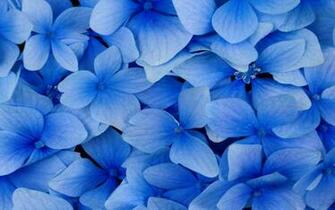Black And White Wallpaper Close Up Blue Flowers