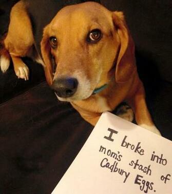 The Easter Beagle