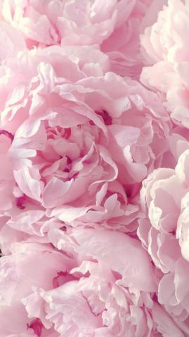 Pink Peony Wallpaper On
