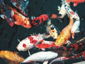 Koi1 Wallpaper Background