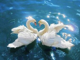 Swan Wallpaper Desktop Background