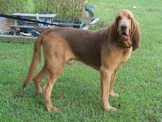 Bloodhound High Resolution Wallpaper Dogbreedswallpaper
