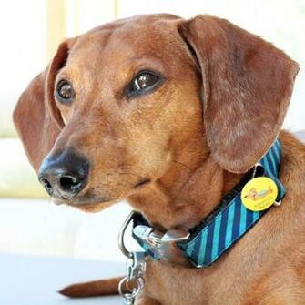 October Monthly Recap Ammo The Dachshund