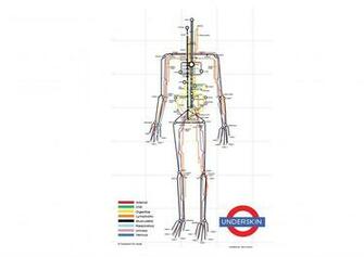 Anatomy HD Wallpaper Color Palette Tags Category General