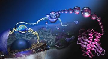Deciphering Ribosomes Actions In Living Cells Advanced Science News