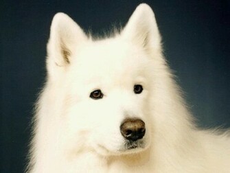 Samoyed Wallpaper