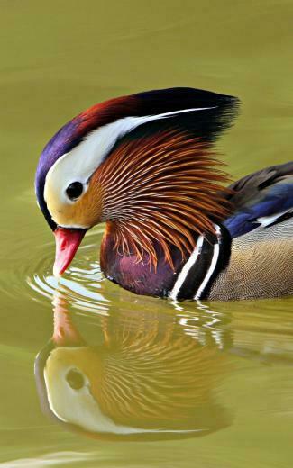 Mandarin