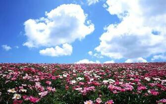 Wallpaper Flower Top Best HD For Desktop