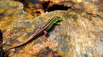 Lizard Computer Wallpaper Desktop Background