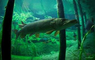 Musky Desktop Wallpaper Px Rhmlzs7 Picserio