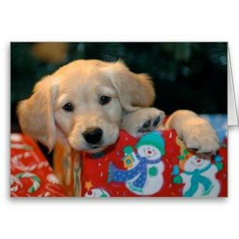 Boxing Day Golden Retriever Puppy Photo And Wallpaper Beautiful