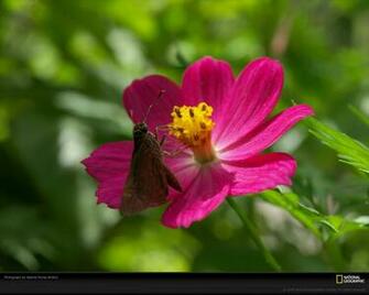 National Geographic Stone HD Wallpaper