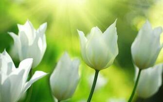 Spring White Tulips Flowers X Close