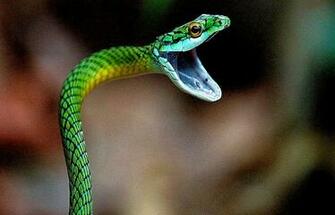 Black Mamba Snake Wallpaper HD Image New