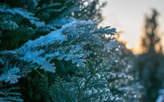 Winter Pine Trees Wallpaper Tree