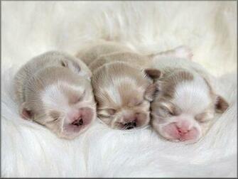 All White Shih Tzu