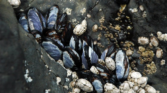 Nature Clam Shell Wallpaper