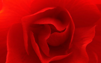 Crisp Red Wallpaper For Desktop Laptop And Tablet Devic