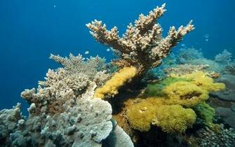 Wallpaper For Coral Reef Widescreen