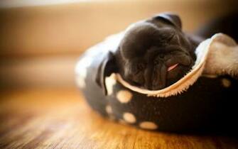Roncadores Por Naturaleza El Pug Carlino Es Oriundo De China Lleg