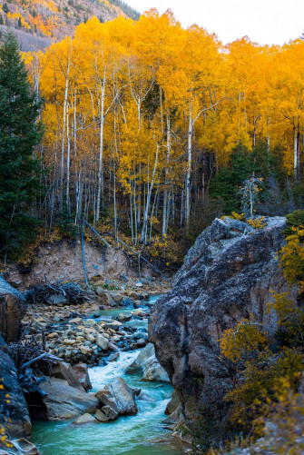 Forest Near Body Of Water Under Blue Sky Photo Nature Image