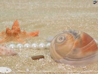 Seashells Wallpaper