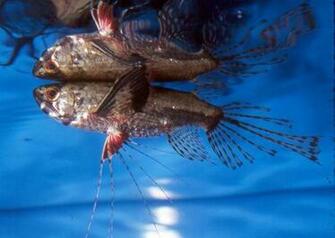 Freshwater Fish Wallpaper HD In Animals Imageci