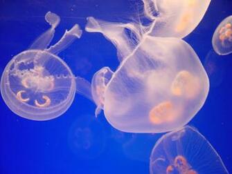 Jellyfish Computer Wallpaper Desktop Background Id