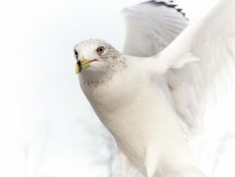 Dove Pure White Bird Wallpaper HD