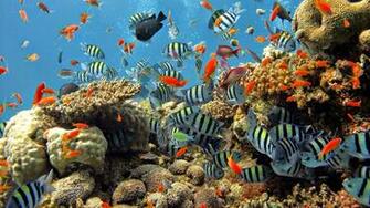 Coral Reef Fish HD Wallpaper